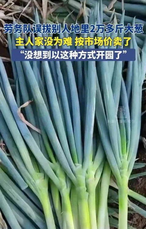 个人配资平台 劳务队误拔别人地里2万多斤大葱 没想到以这种方式开园了